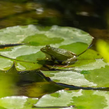 Bed and Breakfast Caligo Stanza Privata In D'epoca Con Giardino E Vista Mare