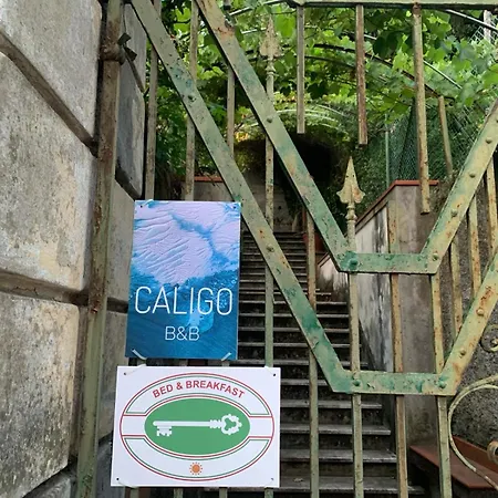 Caligo *