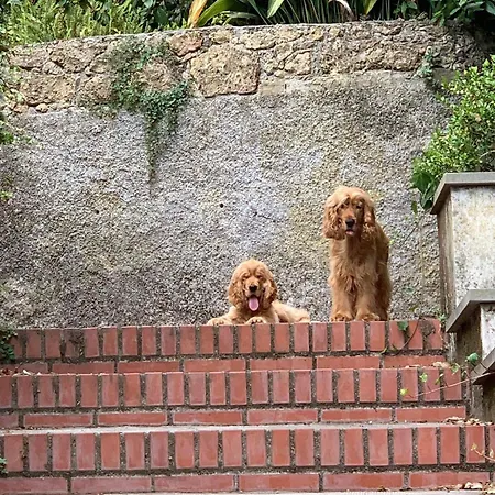 Caligo Stanza Privata In D'epoca Con Giardino E Vista Mare Oda ve Kahvaltı
