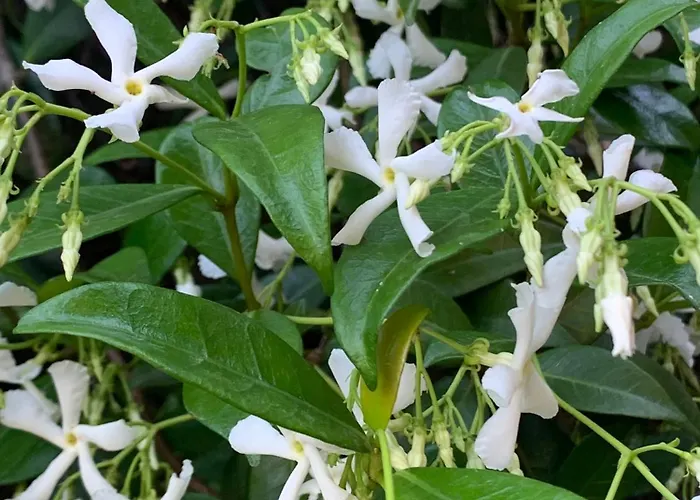 Caligo Secret Garden Vicino Alle Cinque Terre